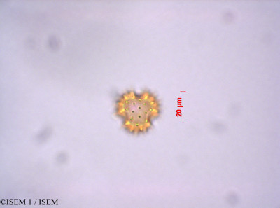ISEM 1/Diplostephium_haenkei_29057/Diplostephium_haenkei_29057_0001(copy)_thumb.jpg